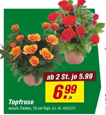 toom Baumarkt Topfrose Angebot