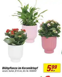 toom Baumarkt Blühpflanze im keramiktopf Angebot