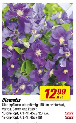 toom Baumarkt Clematis Angebot