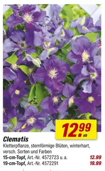 toom Baumarkt Clematis Angebot