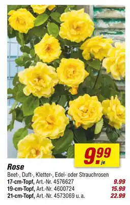toom Baumarkt Rose Angebot