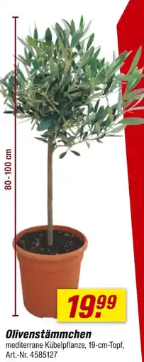 toom Baumarkt Olivenstämmchen Angebot