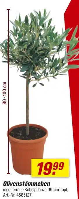 toom Baumarkt Olivenstämmchen Angebot