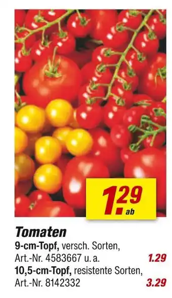 toom Baumarkt Tomaten Angebot