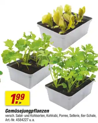 toom Baumarkt Gemüsejungpflanzen Angebot