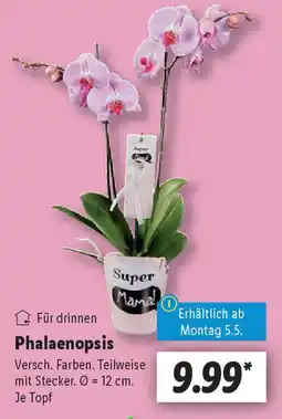 Lidl Phalaenopsis Angebot