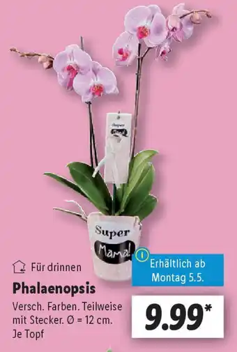 Lidl Phalaenopsis Angebot