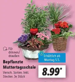 Lidl Bepflanzte Muttertagsschale Angebot