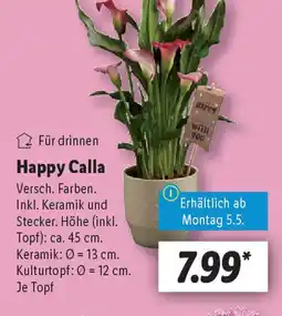 Lidl Happy Calla Angebot