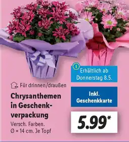 Lidl Chrysanthemen in Geschenk- verpackung Angebot