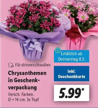 Lidl Chrysanthemen in Geschenk- verpackung Angebot