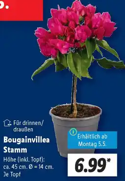 Lidl Bougainvillea Stamm Angebot
