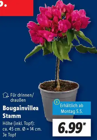 Lidl Bougainvillea Stamm Angebot