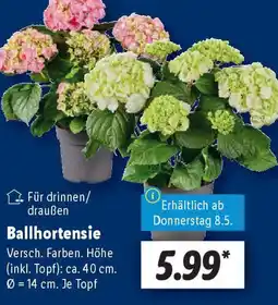 Lidl Ballhortensie Angebot