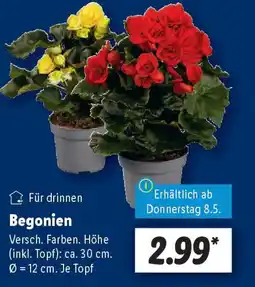 Lidl Begonien Angebot