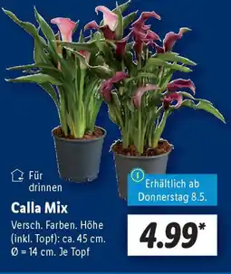Lidl Calla Mix Angebot