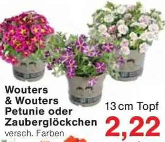 Jawoll Wouters & Wouters Petunie oder Zauberglöckchen Angebot