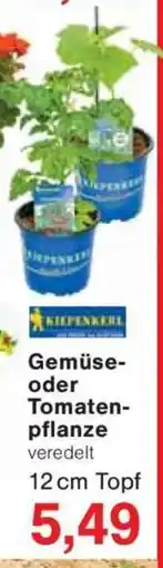 Jawoll Gemüse- oder Tomaten- pflanze Angebot