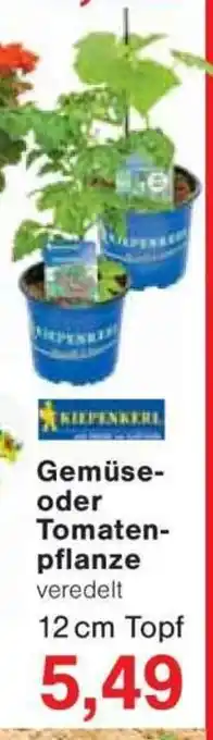Jawoll Gemüse- oder Tomaten- pflanze Angebot