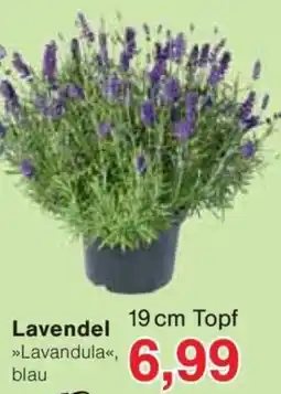Jawoll Lavendel Angebot