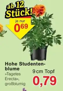 Jawoll Hohe Studenten- blume Angebot