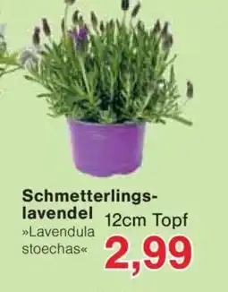 Jawoll Schmetterlings- lavendel Angebot