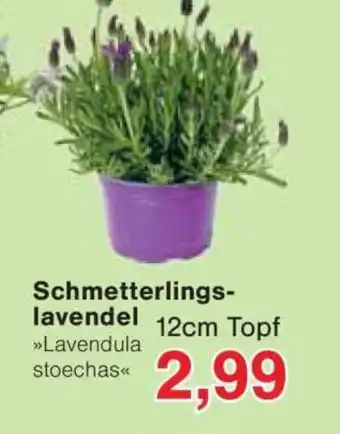 Jawoll Schmetterlings- lavendel Angebot