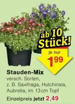 Jawoll Stauden-Mix Angebot