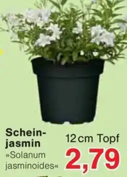 Jawoll Schein- jasmin Angebot