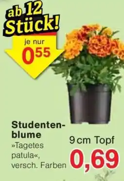 Jawoll Studenten- blume Angebot