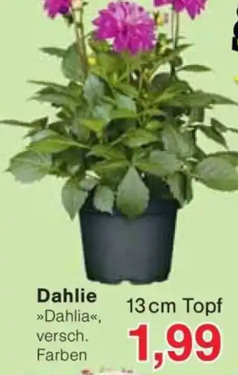 Jawoll Dahlie Angebot