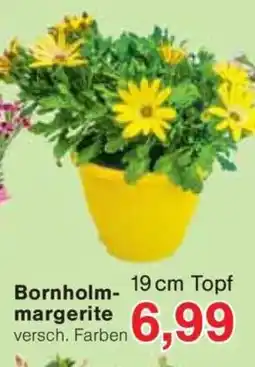 Jawoll Bornholm- margerite Angebot