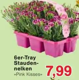 Jawoll 6er-Tray Stauden- nelken Angebot