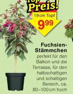 Jawoll Fuchsien- Stämmchen Angebot