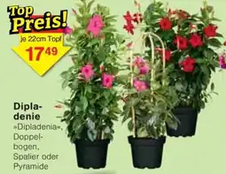 Jawoll Dipla- denie , Angebot