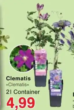 Jawoll Clematis Angebot