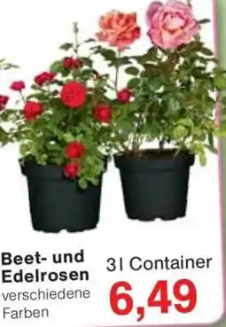 Jawoll Beet- und Edelrosen Angebot