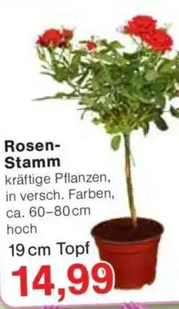 Jawoll Rosen- Stamm Angebot