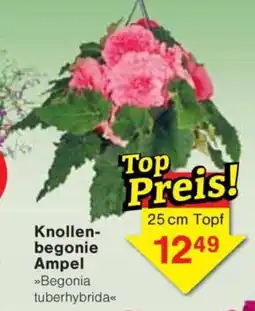 Jawoll Knollen- begonie Ampel Angebot