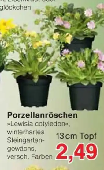 Jawoll Porzellanröschen Angebot