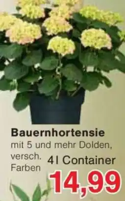 Jawoll Bauernhortensie Angebot