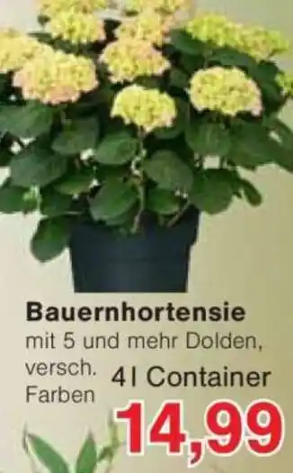 Jawoll Bauernhortensie Angebot