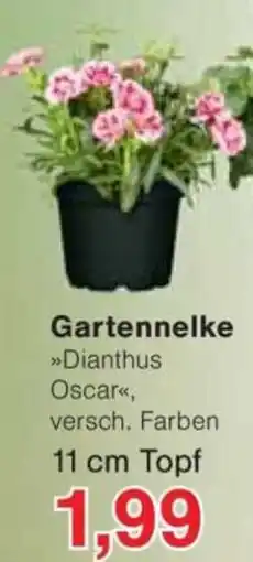 Jawoll Gartennelke Angebot