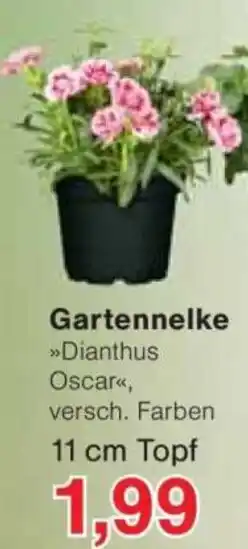 Jawoll Gartennelke Angebot