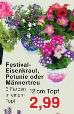 Jawoll Festival- Eisenkraut, Petunie oder Männertreu Angebot