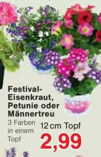 Jawoll Festival- Eisenkraut, Petunie oder Männertreu Angebot