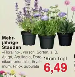 Jawoll Mehr- jährige Stauden Angebot