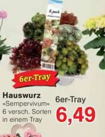 Jawoll Hauswurz Angebot