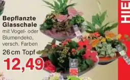 Jawoll Bepflanzte Glasschale Angebot