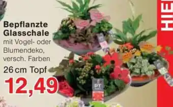 Jawoll Bepflanzte Glasschale Angebot